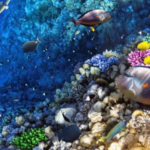 great-barrier-reef1