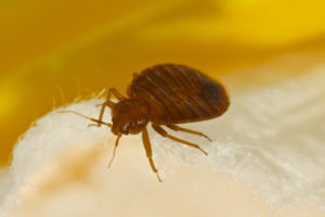 Bed Bug Control 